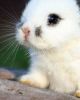 Bunny Luv