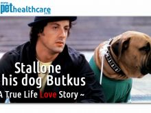 Butkus Stallone