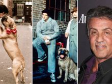 Butkus Stallone