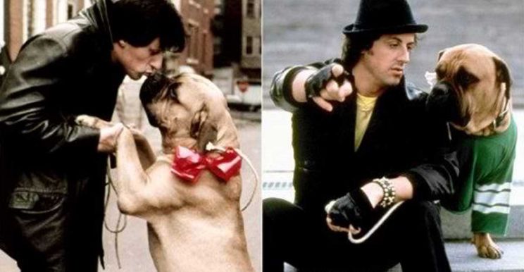 Butkus Stallone