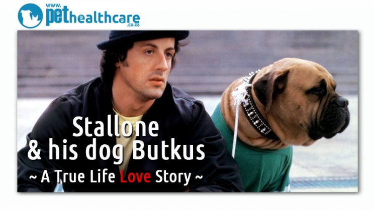 Butkus Stallone