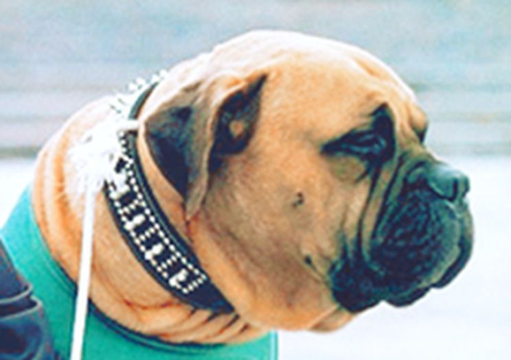 Butkus Stallone