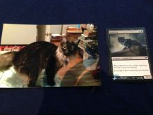 Cat Alter