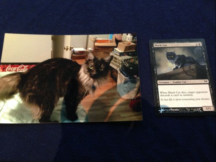 Cat Alter