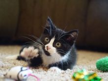 Cat Erickson