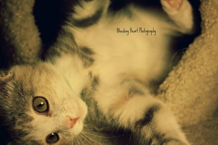 Cat Erickson