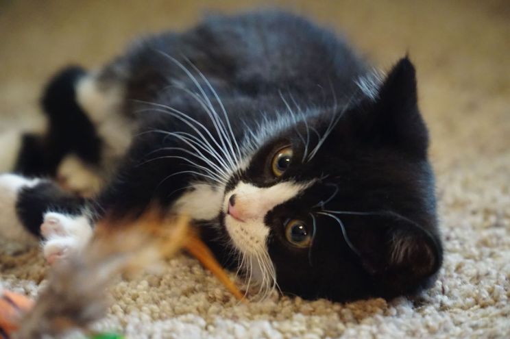 Cat Erickson