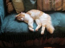 Cat Roberts