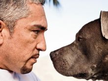 Cesar Millan