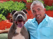 Cesar Millan