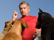 Cesar Millan