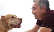 Cesar Millan