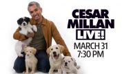 Cesar Millan