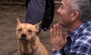 Cesar Millan