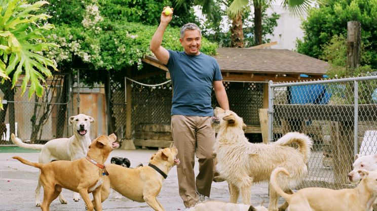 Cesar Millan