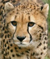 Cheeta