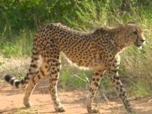 Cheeta