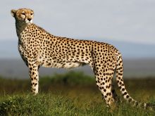 Cheeta