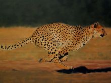 Cheeta
