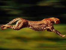 Cheeta
