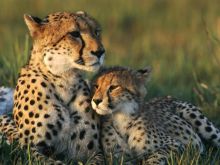 Cheeta