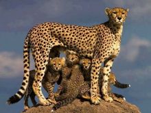 Cheeta