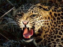 Cheeta