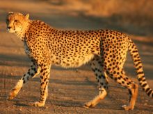 Cheeta