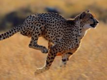 Cheeta