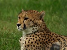 Cheeta