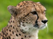 Cheeta