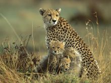 Cheeta