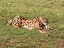 Cheeta