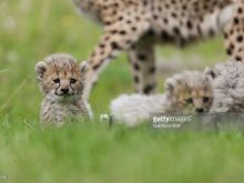 Cheeta