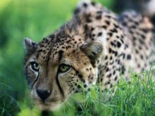 Cheeta