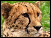 Cheeta