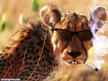 Cheeta