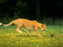 Cheeta