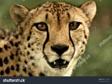 Cheeta