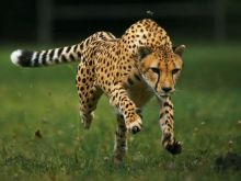 Cheeta