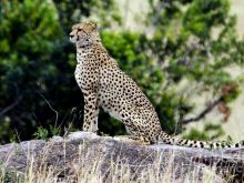 Cheeta