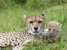 Cheeta