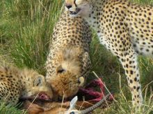 Cheeta