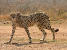 Cheeta