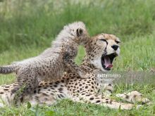 Cheeta