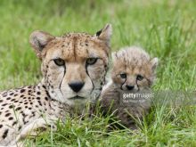 Cheeta