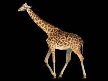 Cheeta