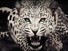 Cheeta