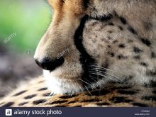 Cheeta