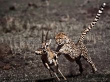 Cheeta